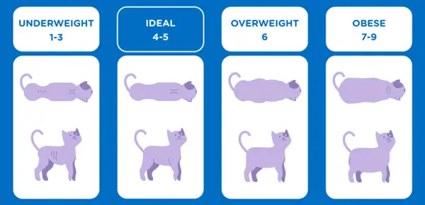 Ideal Weight for Cats