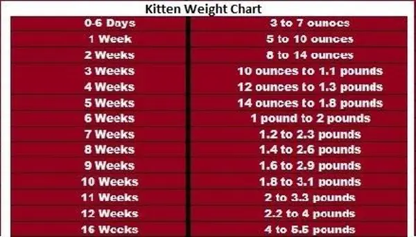 Monitoring Weight Changes