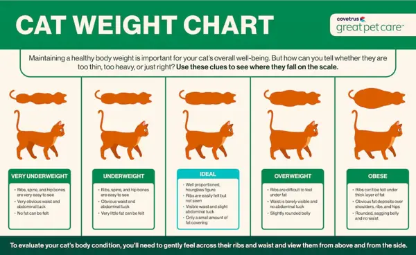 what is a healthy weight for male cat