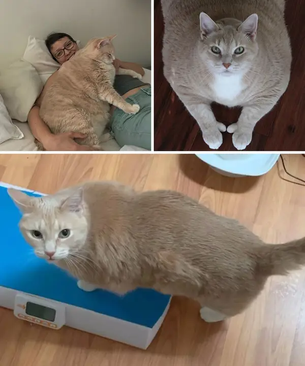 how much weight loss in a cat is concerning