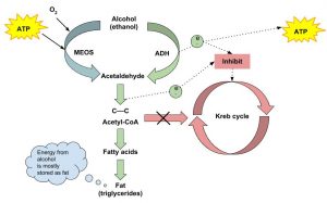 Factors Affecting Alcohol Absorption and Elimination