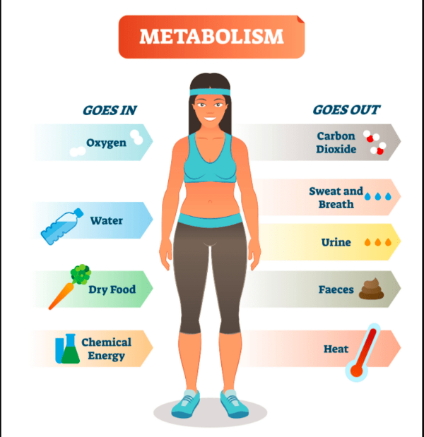 is it possible to slow down metabolism and gain weight