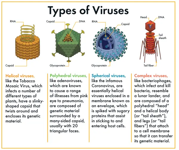 what virus can infect plants