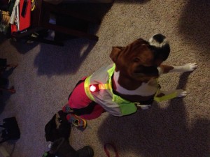 Stunt Puppy Go Dog Glo High Visability Vest and Guardian Hunting Series Dog Light 2